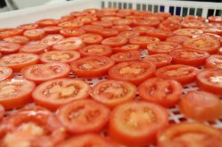 Tomato Slices ready for dehydration